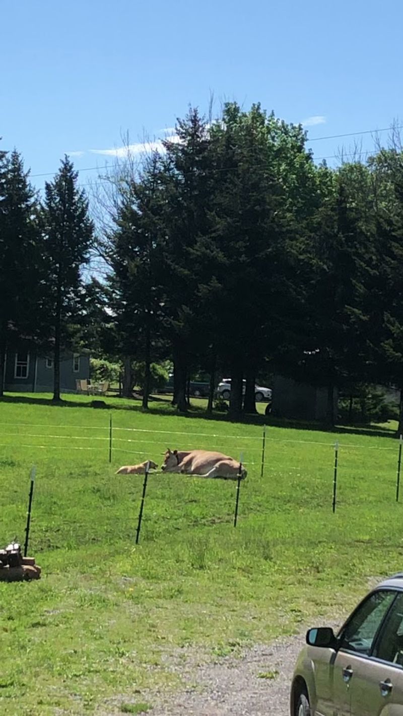 Helvetia, Randolph County