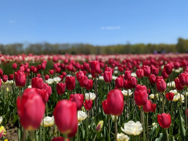 Tips For The Perfect Photo Among The Flowers