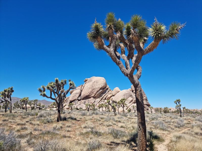 14 Epic Day Trips To Explore In California This Year - Decor Hint Joshua Tree National Park