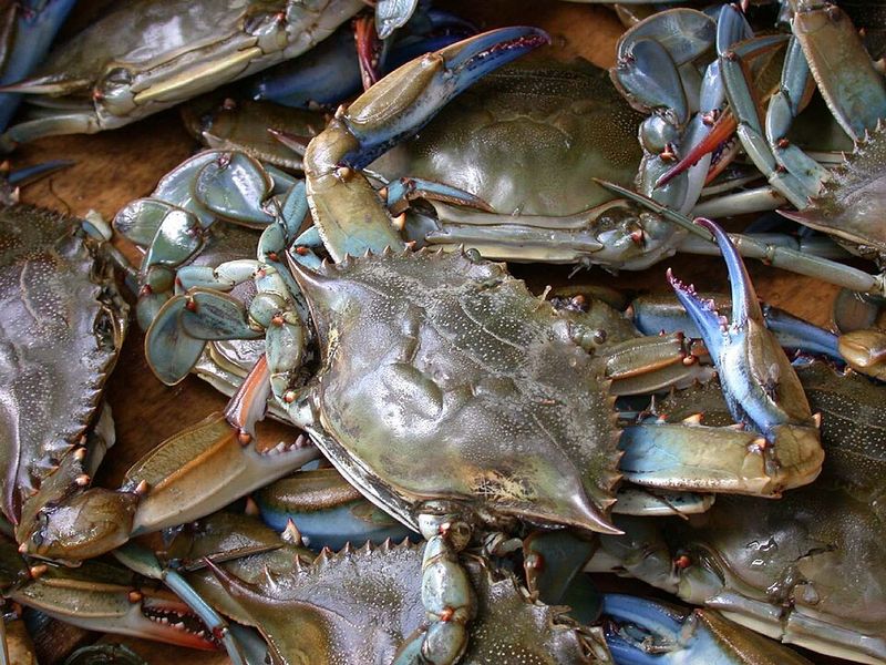 Fresh Blue Crabs You Can Take Home