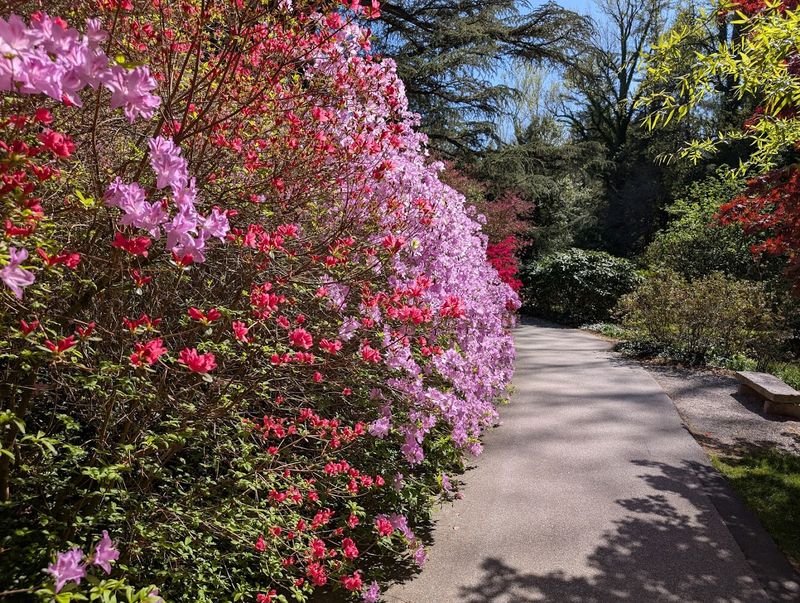 Spring Bloom Timing Tips