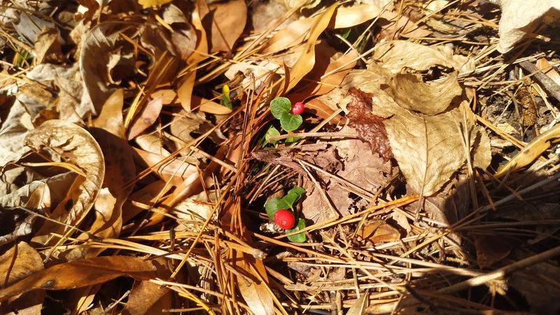 Seasonal Wildflowers