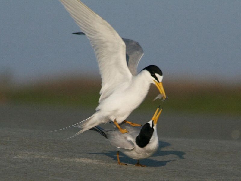 Least Tern Nesting Activity