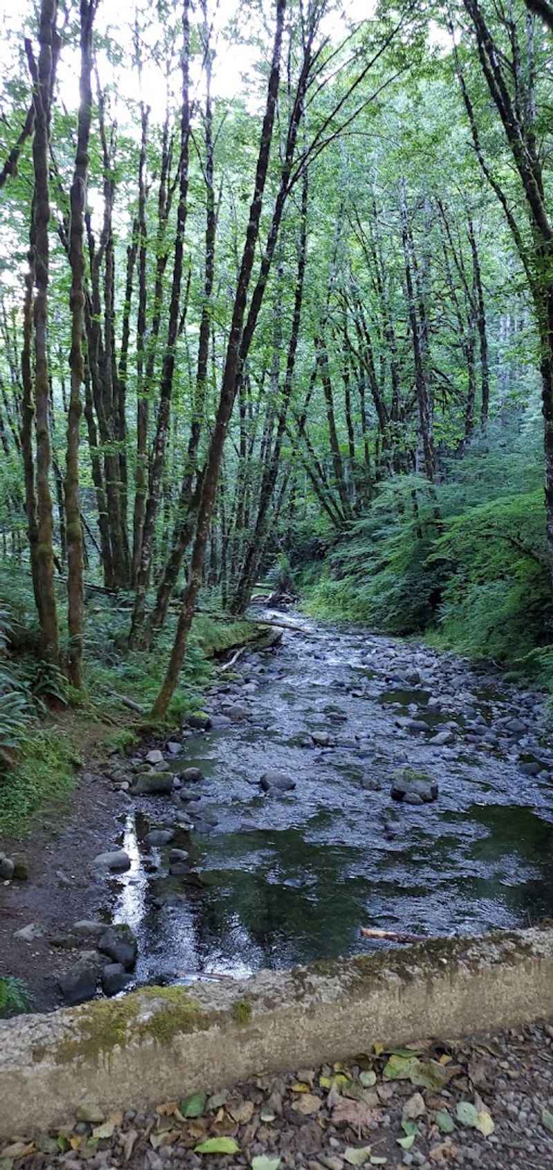 Tillamook Forest Scenic Drive 