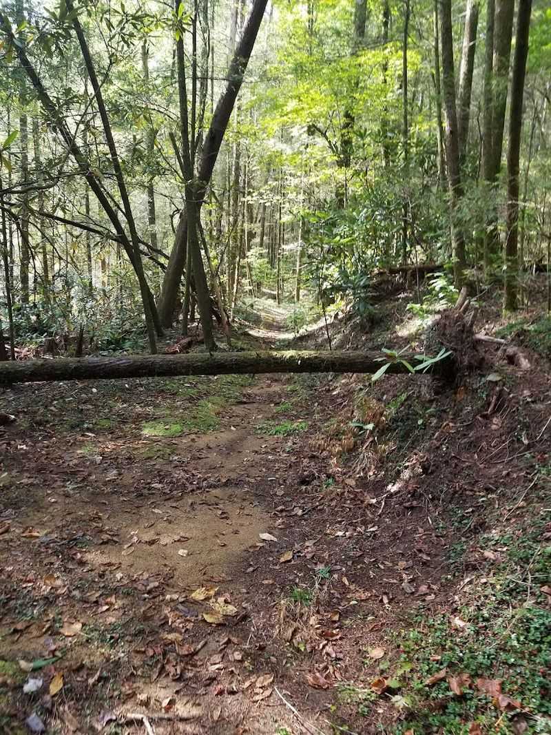 Conasauga River Trail