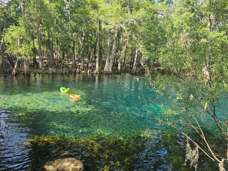 These 10 Tranquil Florida Spots Are Still Under The Radar - Decor Hint Manatee Springs State Park, Chiefland