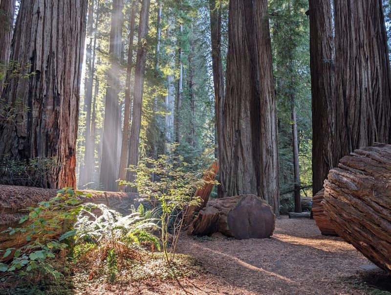 This Spring Is The Perfect Time To See Some Of The Most Beautiful California State Parks - Decor Hint Jedediah Smith Redwoods State Park