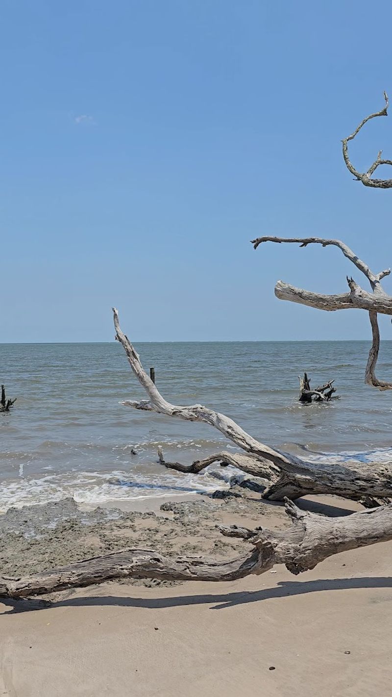 A Pet-Friendly Shore Worth Wagging About