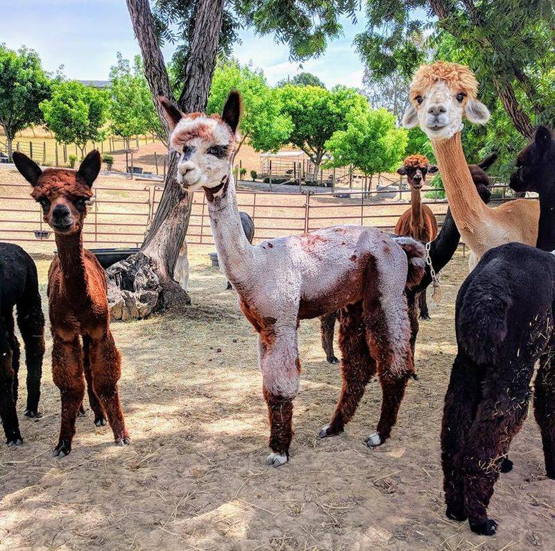 Menagerie Hill Ranch, Vacaville