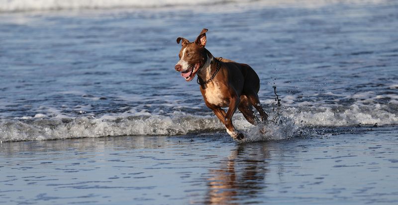 Cape Lookout National Seashore