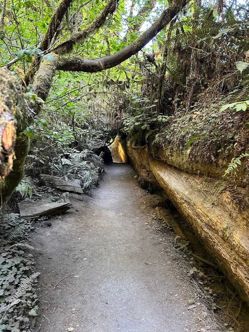 Jedediah Smith Redwoods State Park