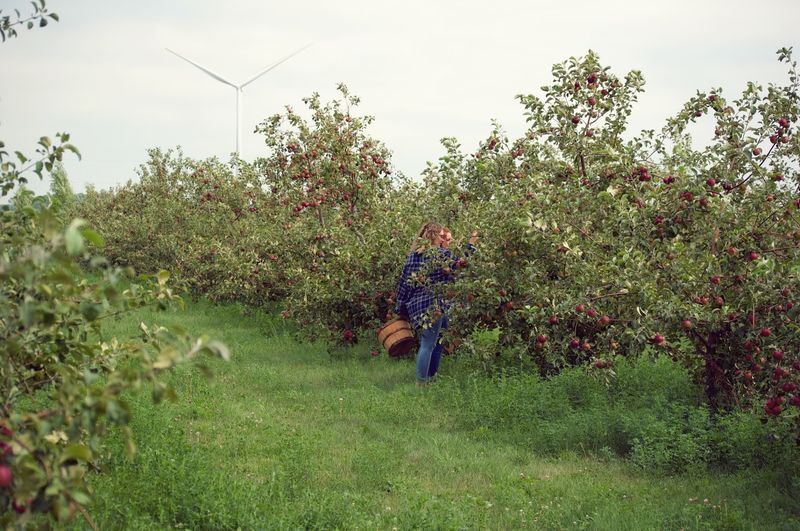 Little Sioux Orchard & Okoboji TWP Ciderworks 