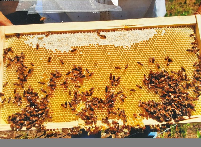What Makes Tupelo Honey So Special