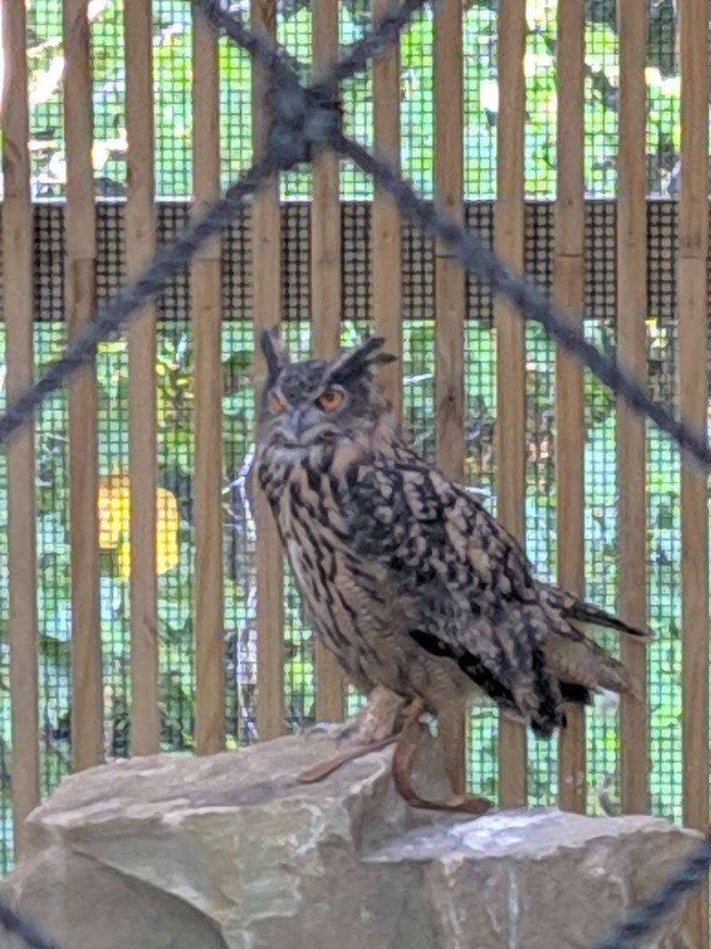 Meet The Wild Locals