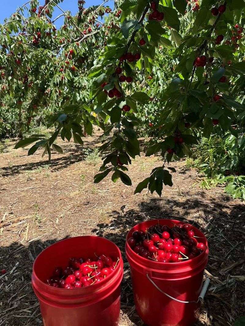 When The Harvest Season Opens And Why Timing Matters