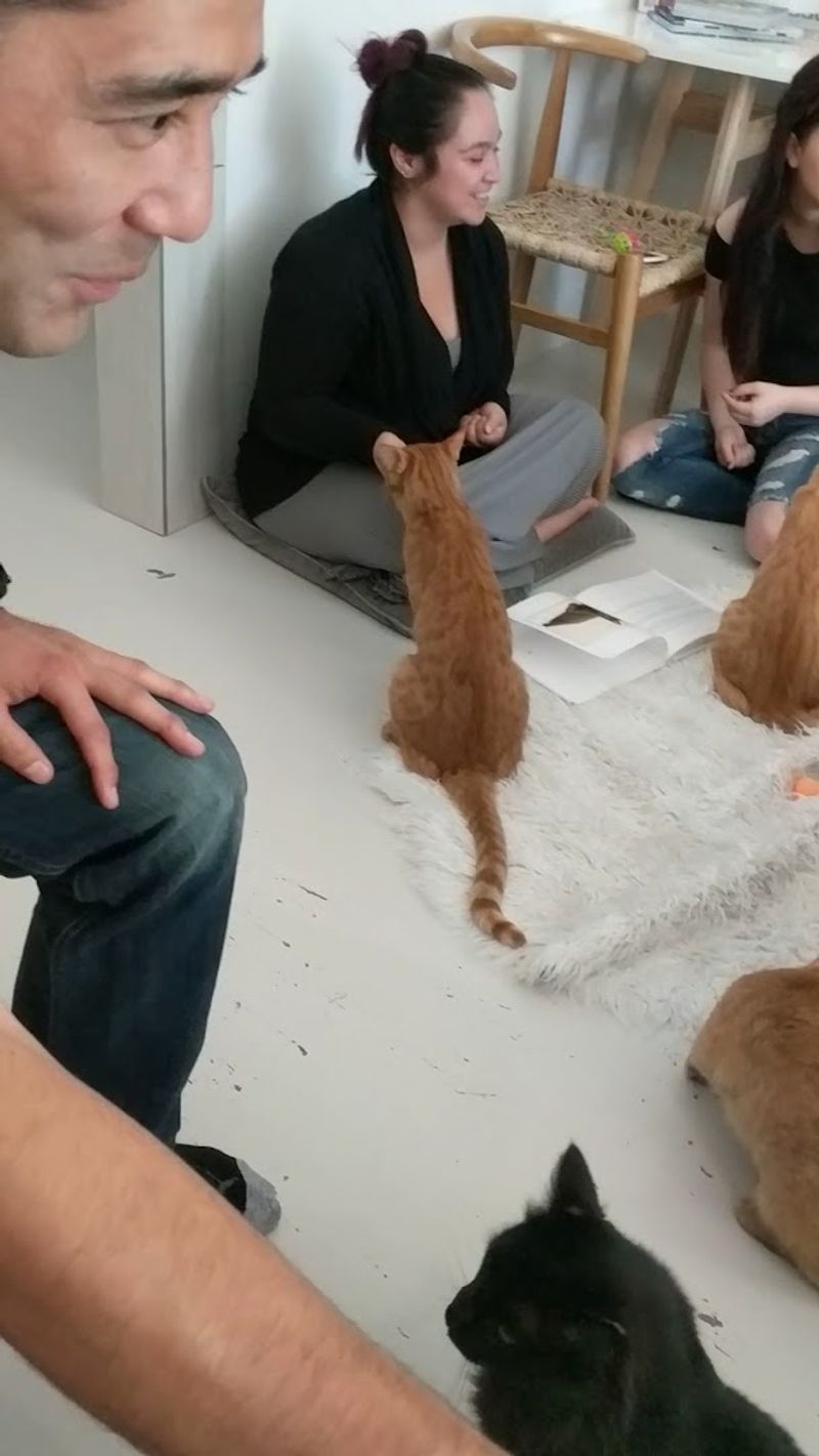 Shoes Come Off Before Entering The Cat Area