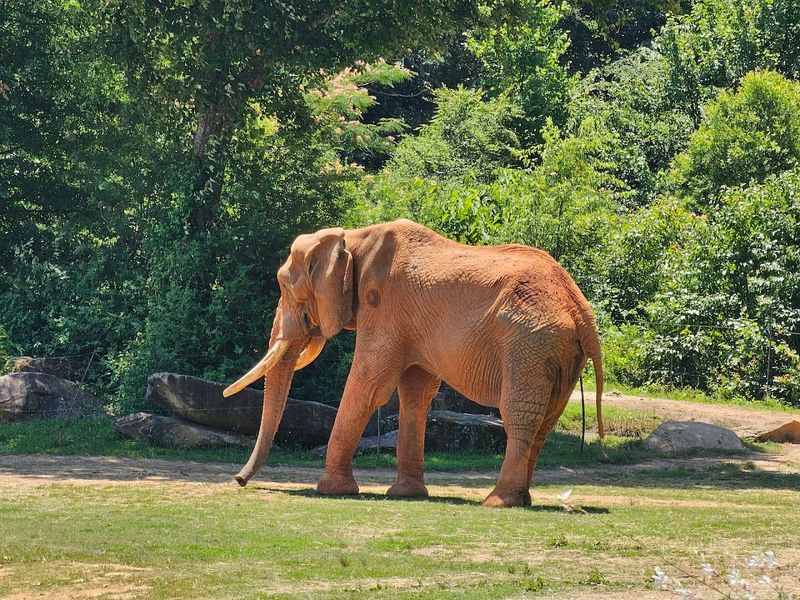 North Carolina Zoo And Zoofari