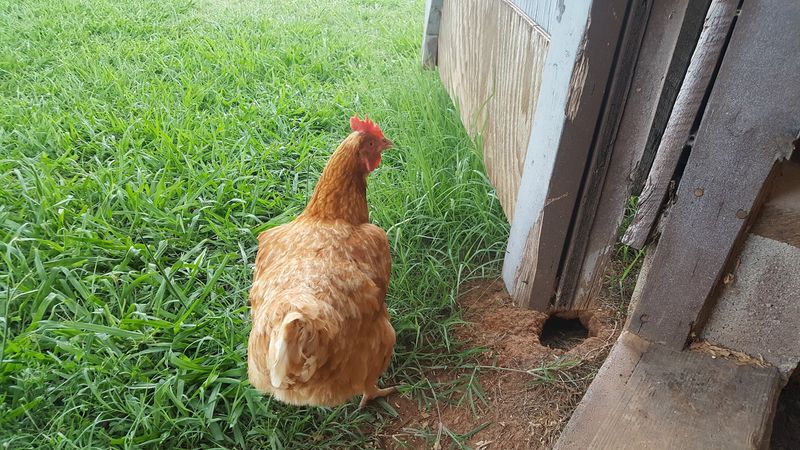 North Carolina Farms Where Egg Collecting Feels Like An Adventure - Decor Hint Turtle Mist Farm, Franklinton