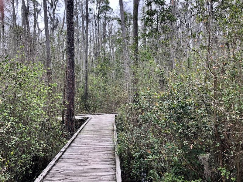 Okefenokee Swamp