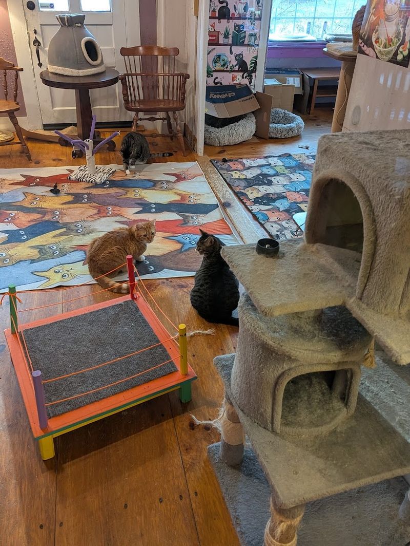 How The Cat Lounge Experience Works