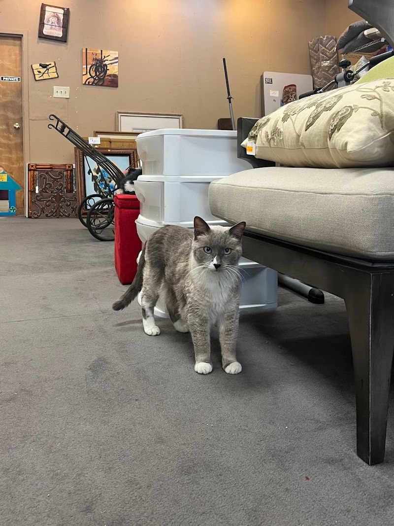 Volunteer Opportunities for Community Members