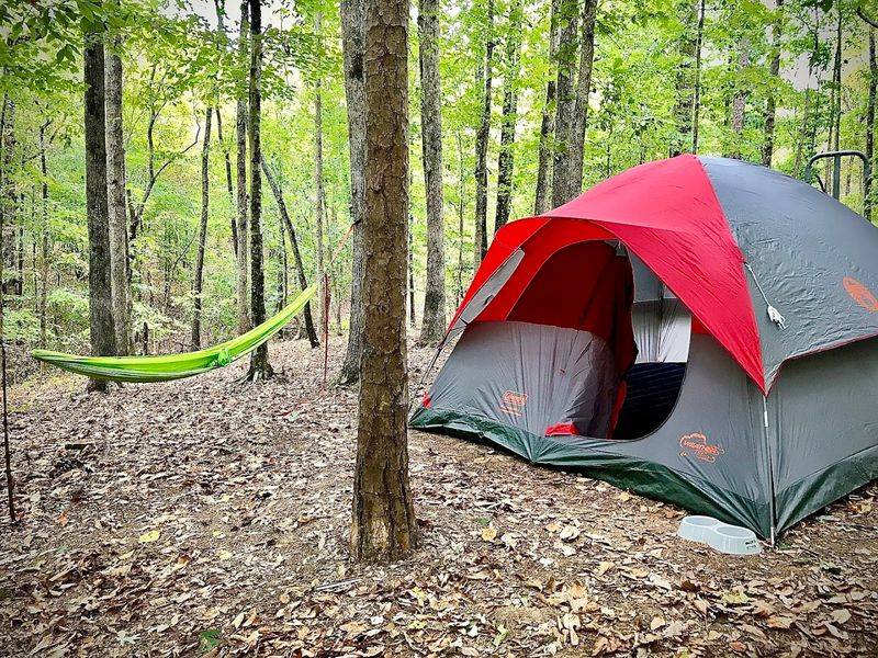 Pet-Friendly Policies Throughout the Park