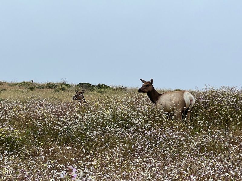 Tomales Point Trail