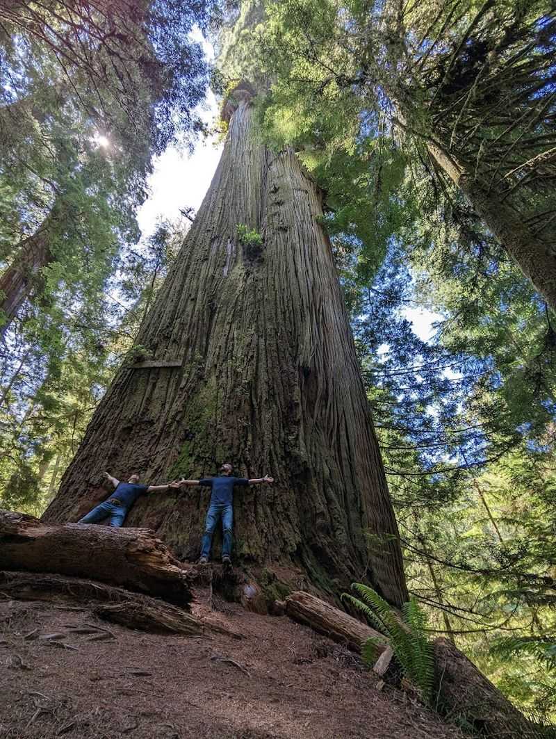 Boy Scout Tree Trail, Jedediah Smith Redwoods State Park, Crescent City