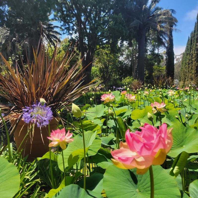 Thousands Of Rare And Exotic Plants