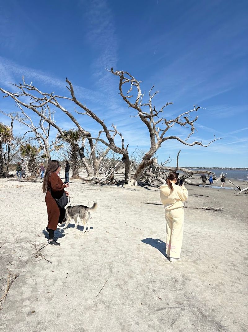 Driftwood Beach on Jekyll Island