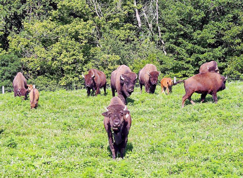 Big Bone Lick State Historic Site