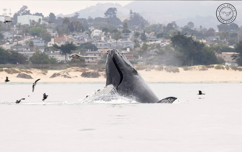 April Is A Transitional Month For Marine Wildlife