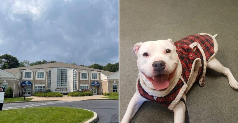 Discover Connecticut’s Compassionate Animal Rescue And Adoption Center