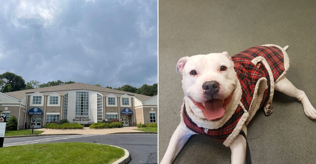 Discover Connecticut’s Compassionate Animal Rescue And Adoption Center