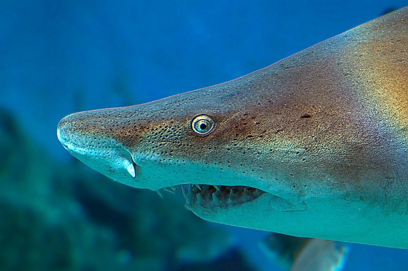 Immerse Yourself In Connecticut's Premier Aquarium