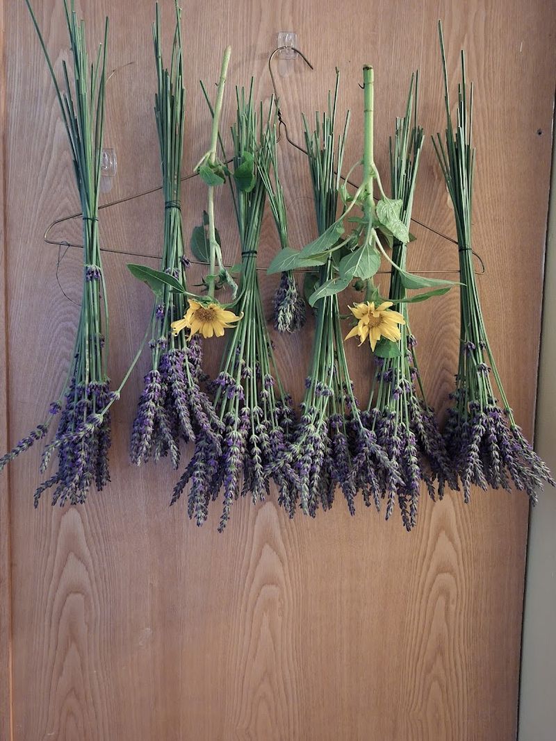 A Purple Paradise In Waterbury, Connecticut