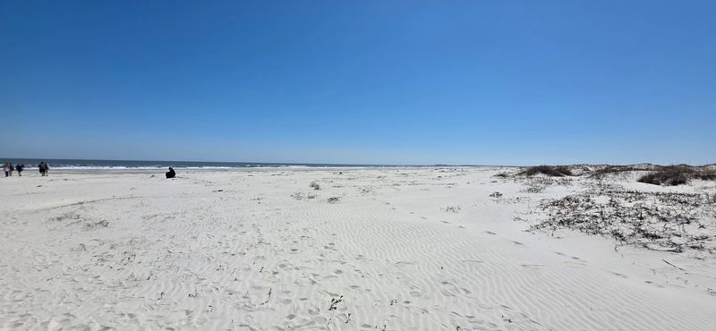 Sea Turtle Nesting on Cumberland Island National Seashore