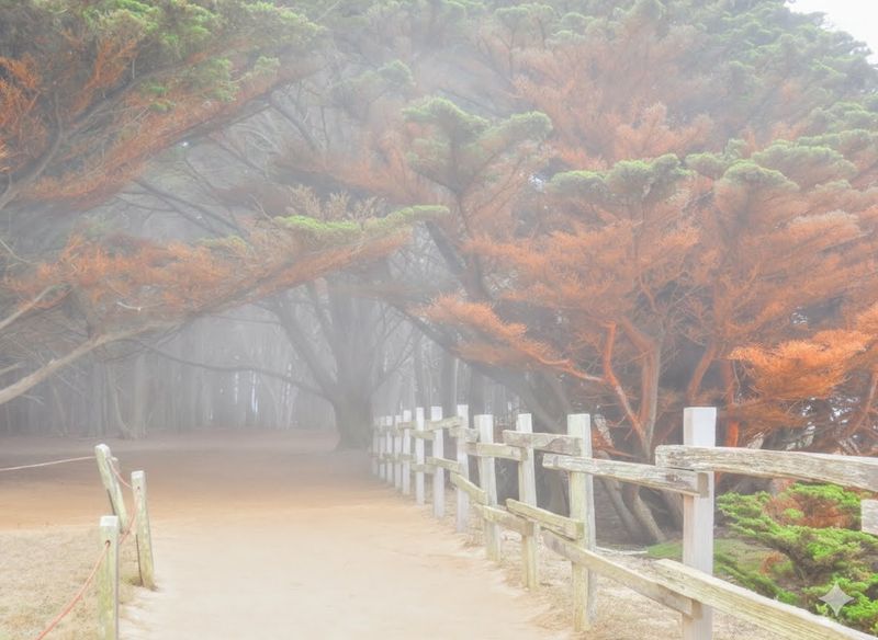 Coastal Fog Is Part Of The Experience Here