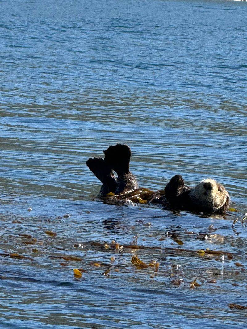 Sea Otters Float In The Kelp Beds Near Shore