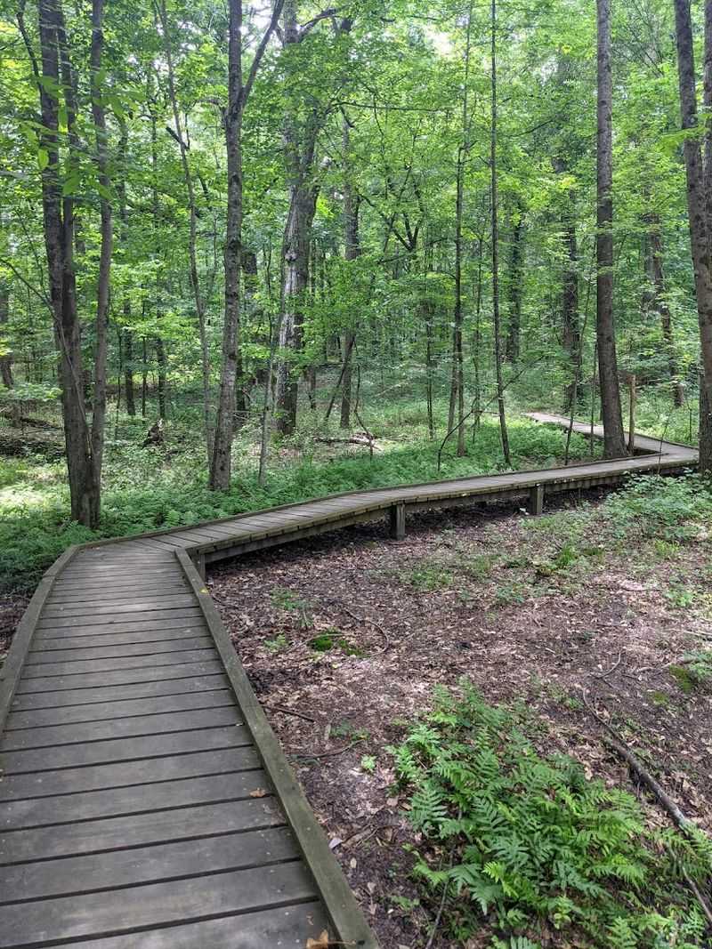 Nature Trails Through Real Georgia Woodland