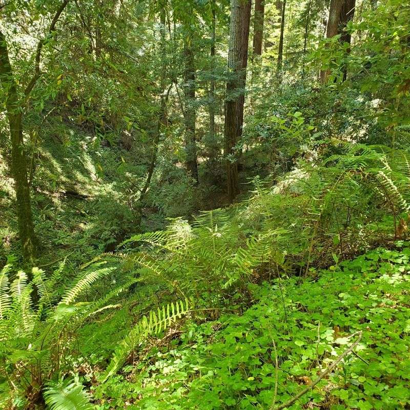 The Forest Understory Is What Makes the Atmosphere Feel Prehistoric