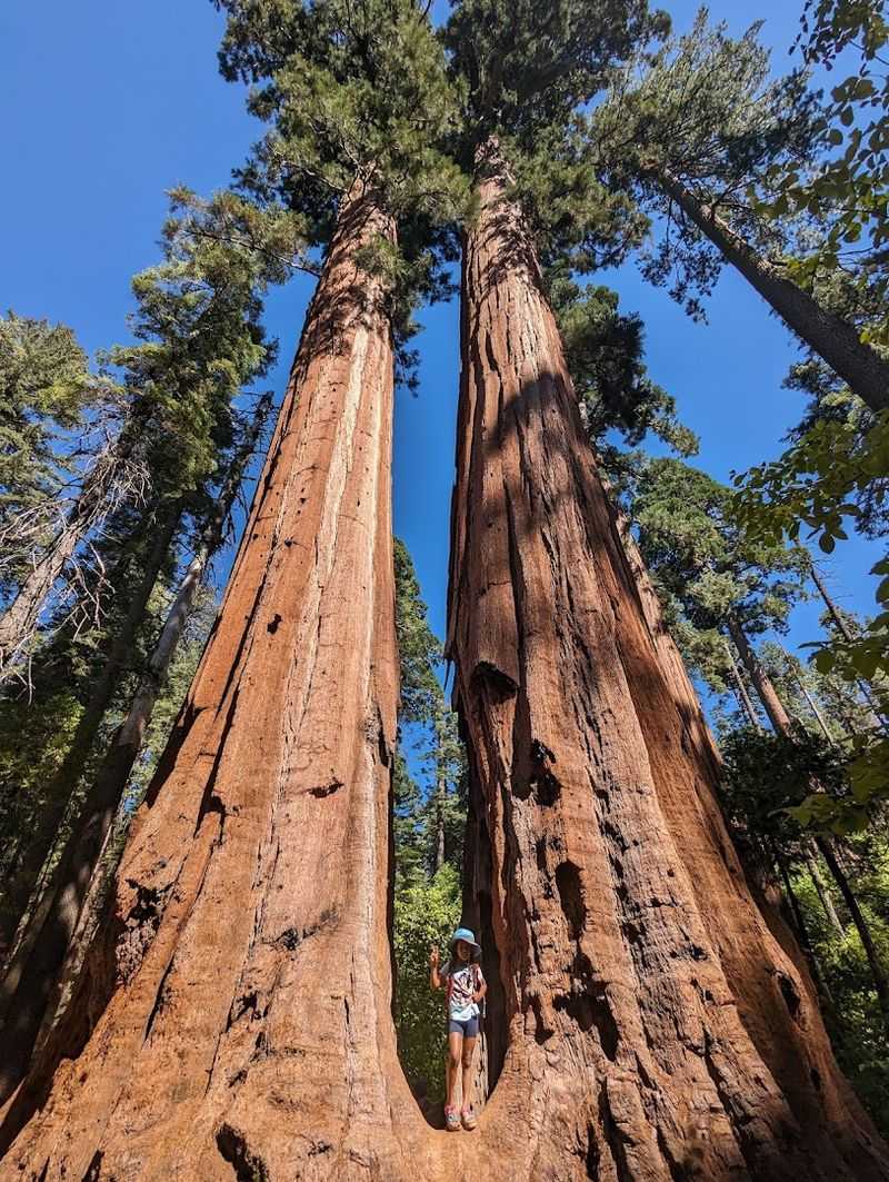 This Spring Is The Perfect Time To See Some Of The Most Beautiful California State Parks - Decor Hint Calaveras Big Trees State Park