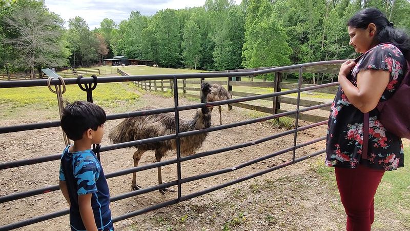 Walk at a comfortable pace