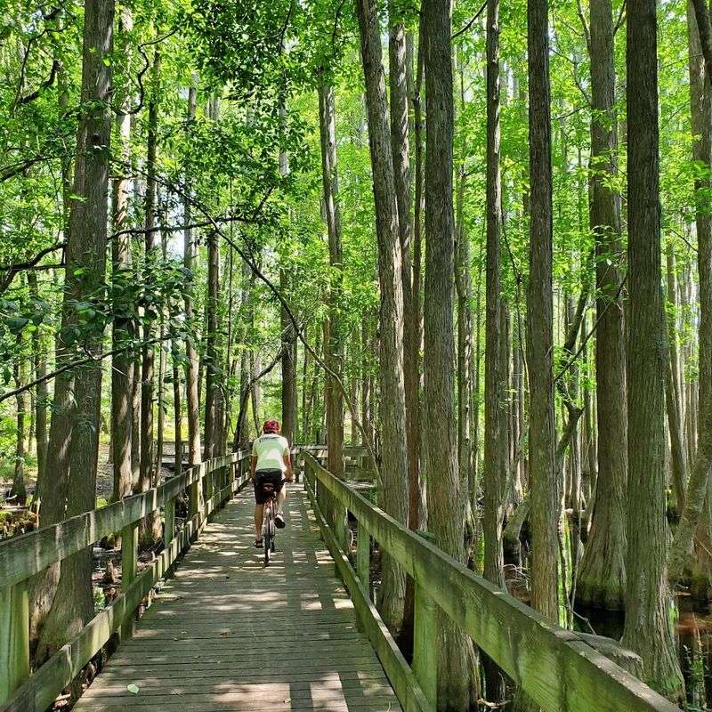 This Georgia Swamp Feels Like A Mirror-Covered Cypress Escape - Decor Hint Seven Miles of Hiking Trails