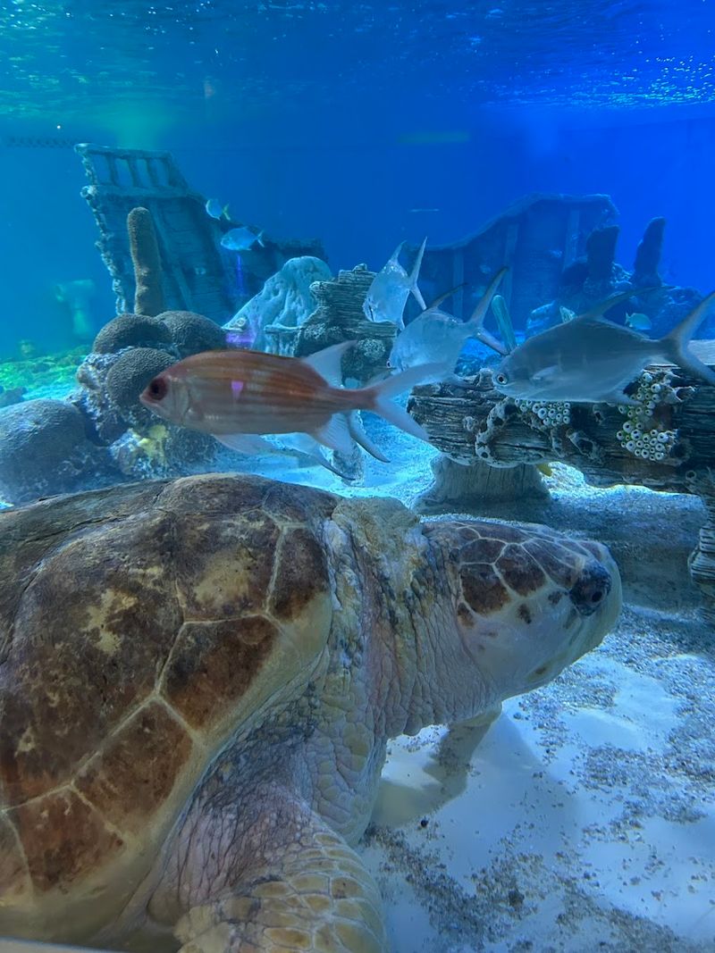 See Stunning Marine Species From The Long Island Sound