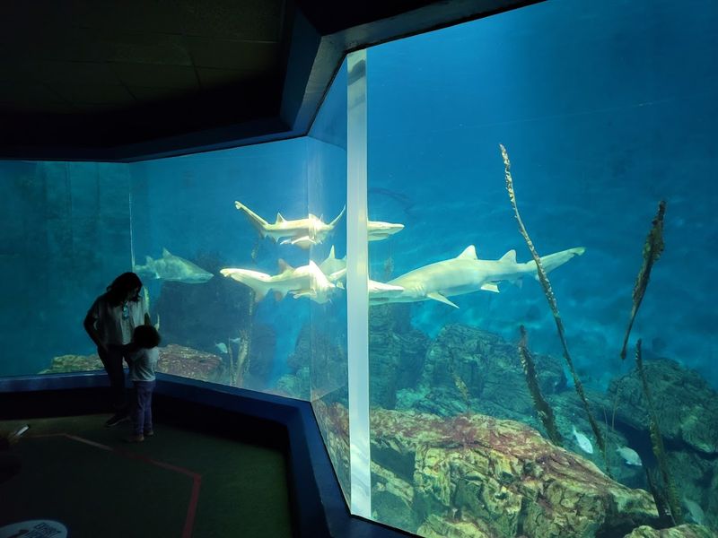 Discover The Wonders Of The Maritime Aquarium