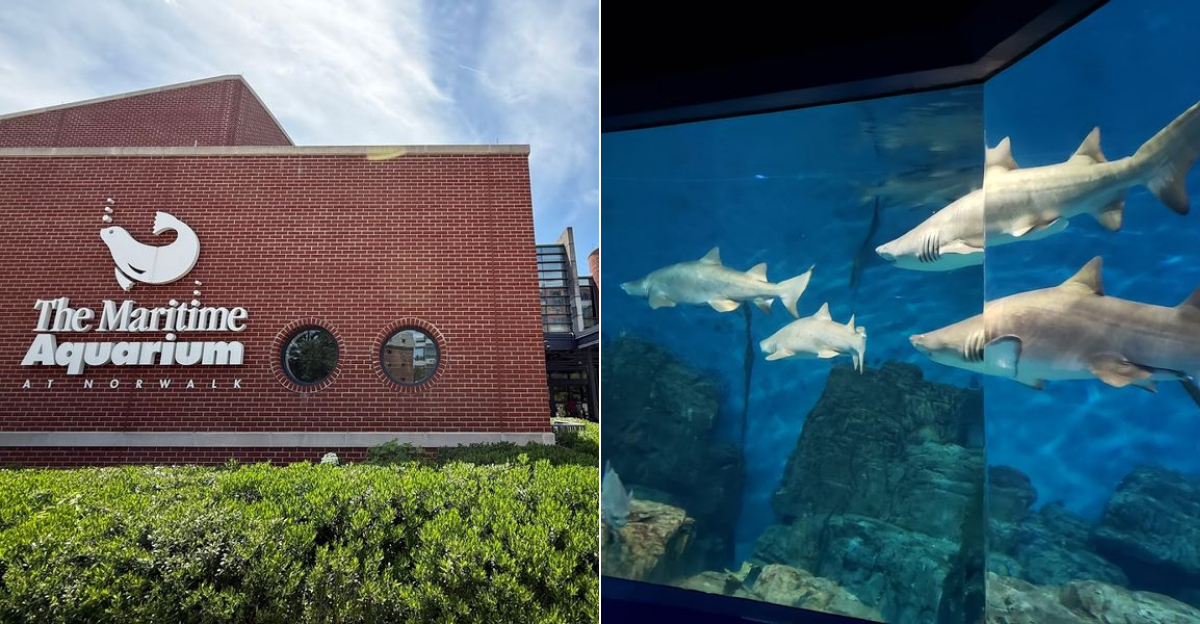 Explore Connecticuts Unique Aquarium With Unforgettable Marine Life - Decor Hint