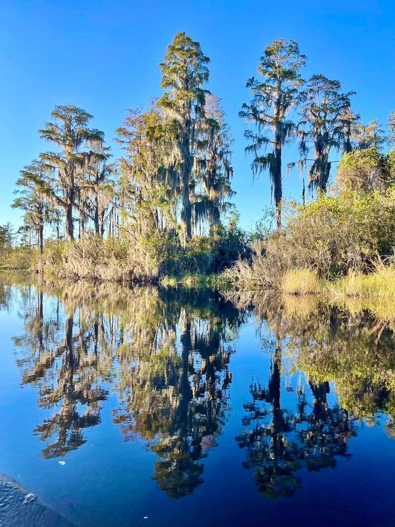 Navigate the Okefenokee Swamp