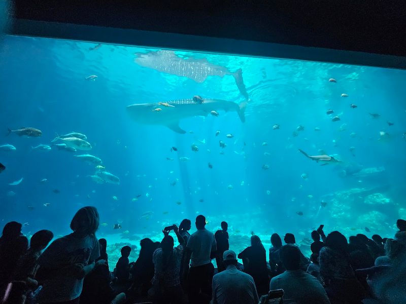 Visit the Georgia Aquarium