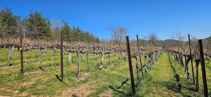 Tour Georgia's Wine Country